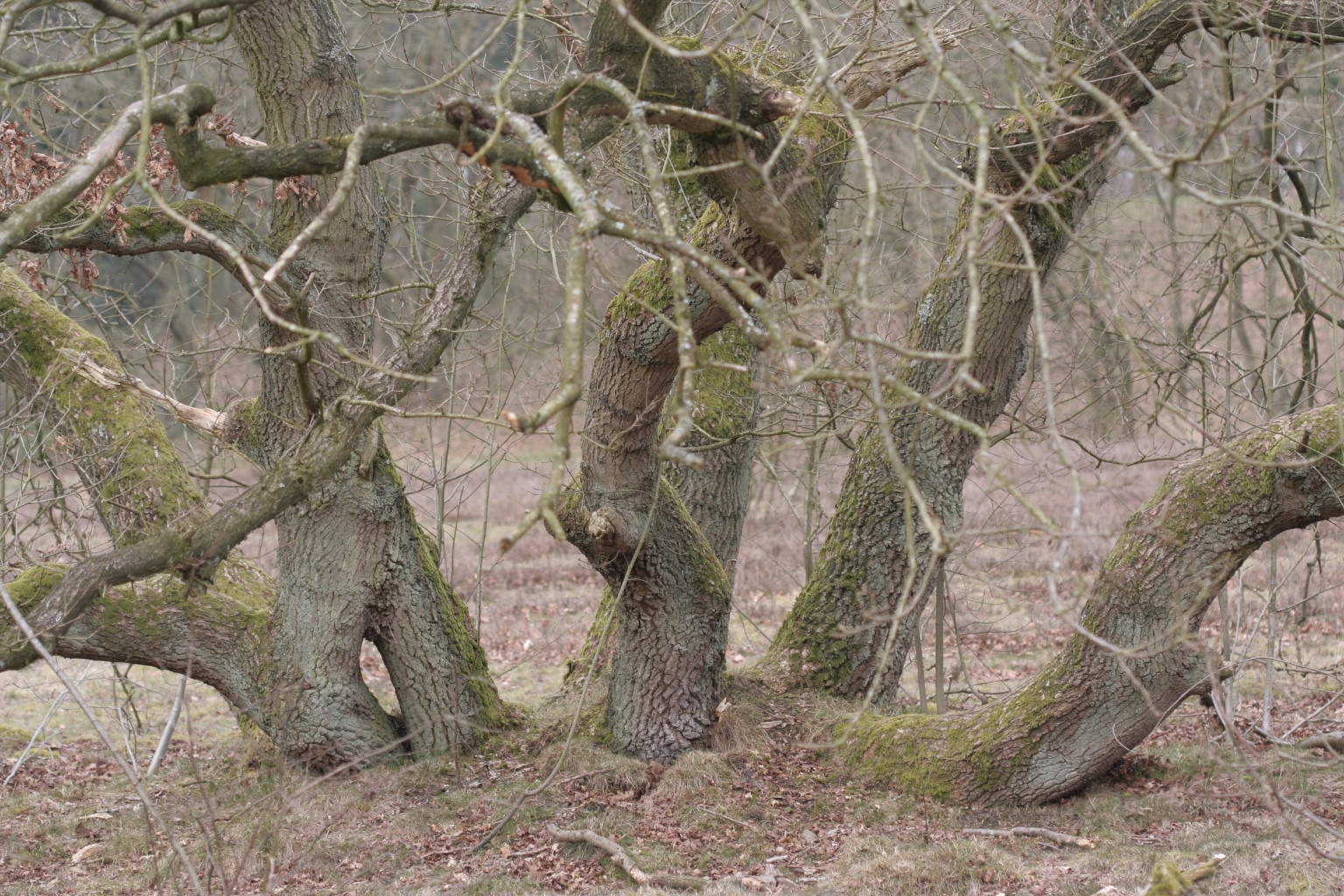 Fotografeer en meer……Strubben in de winter